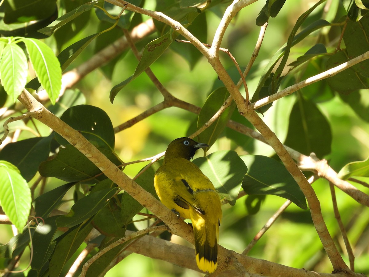 Andaman Bulbul - ML645119536