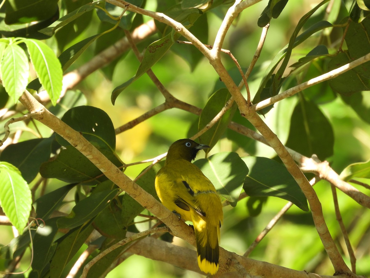 Andaman Bulbul - ML645119537