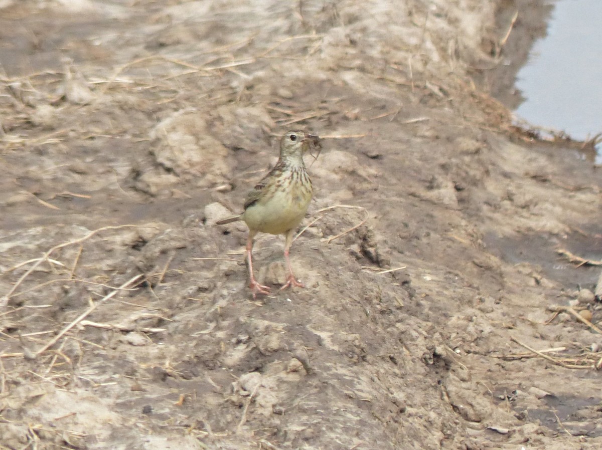 Yellowish Pipit - ML645119541