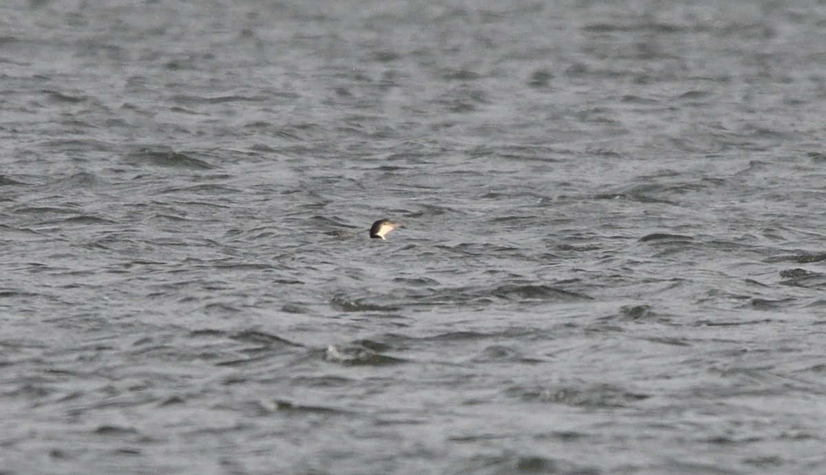 Common Loon - ML645119550