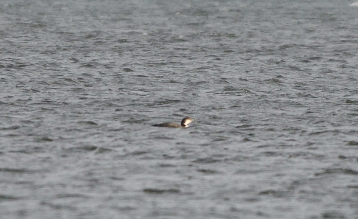 Common Loon - ML645119551