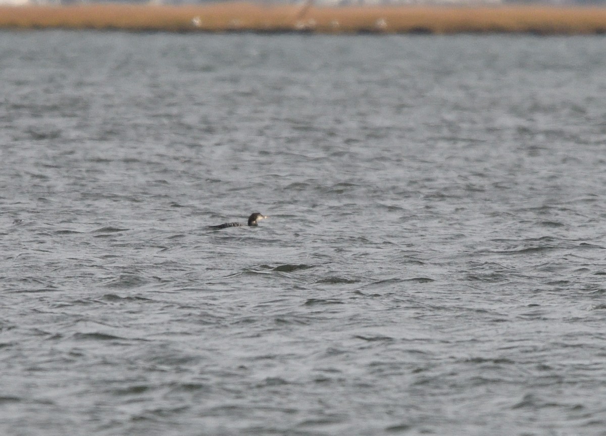Common Loon - ML645119552