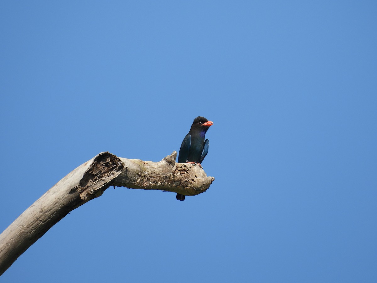 Dollarbird - ML645119557