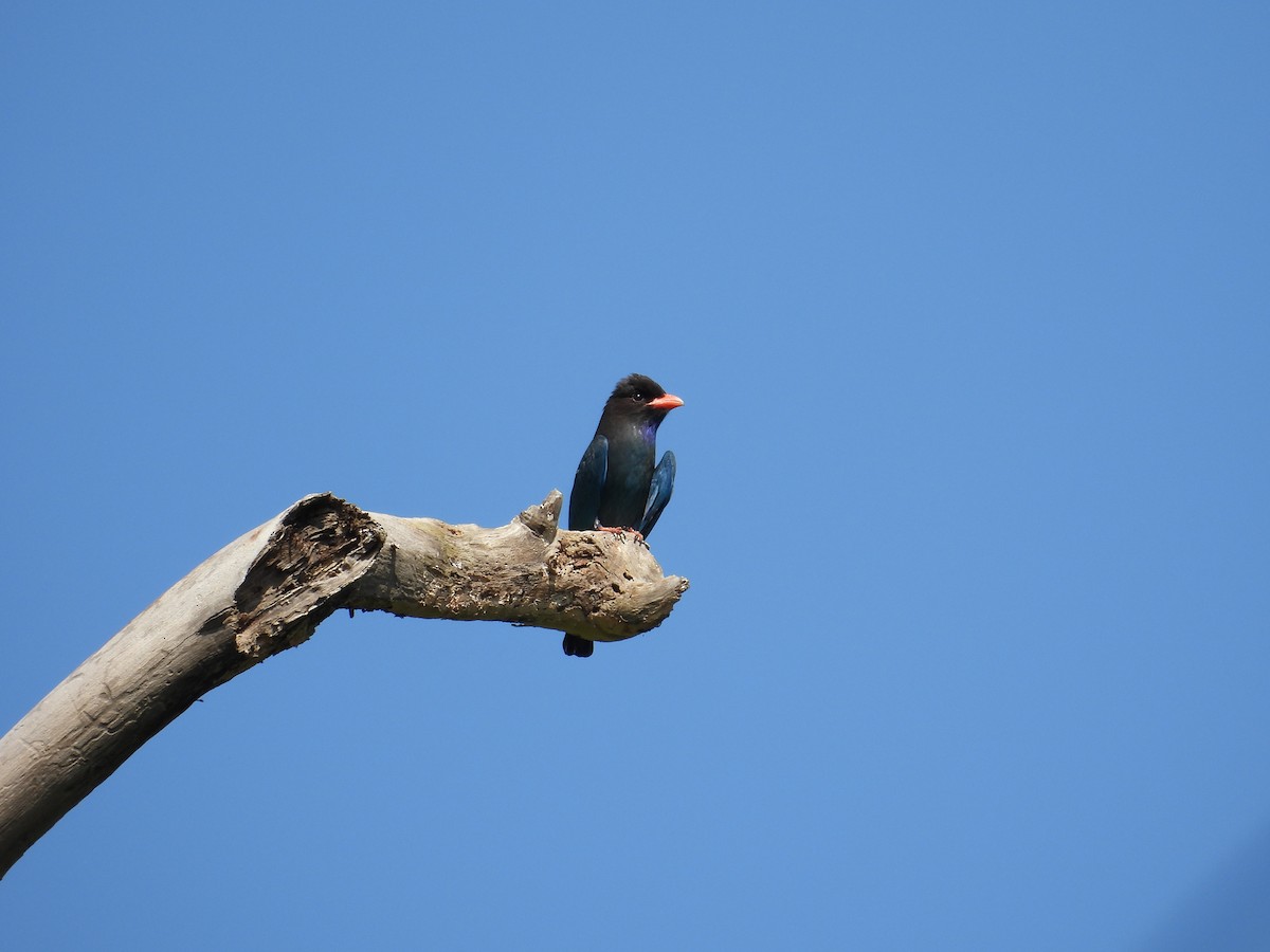 Dollarbird - ML645119558