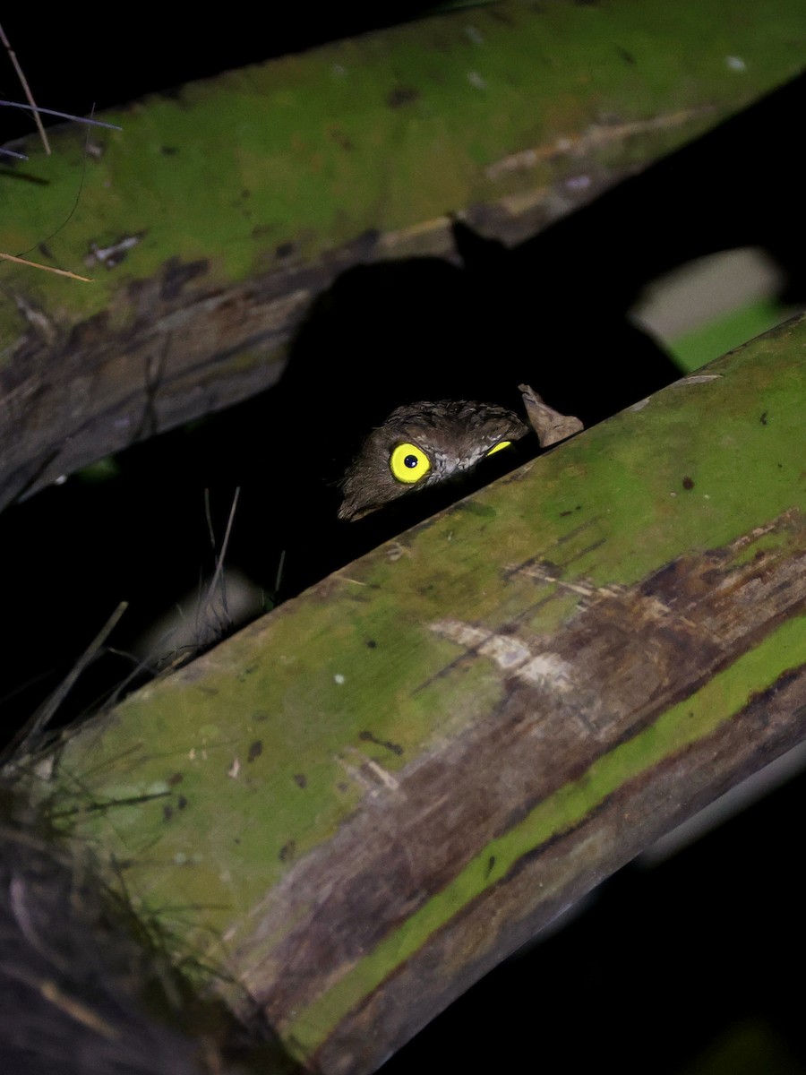 Ninoxe ocrée - ML645119565