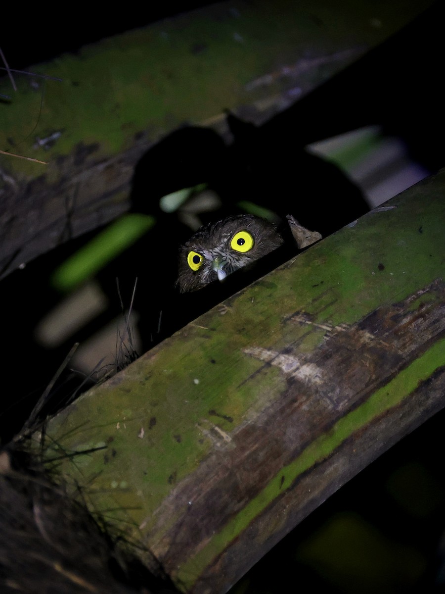 Ninoxe ocrée - ML645119566