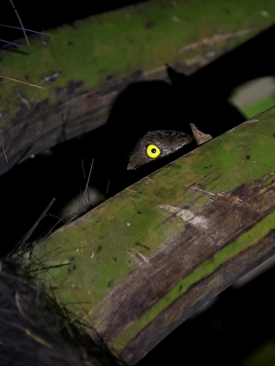 Ninoxe ocrée - ML645119567