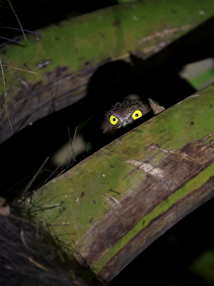 Ninoxe ocrée - ML645119569