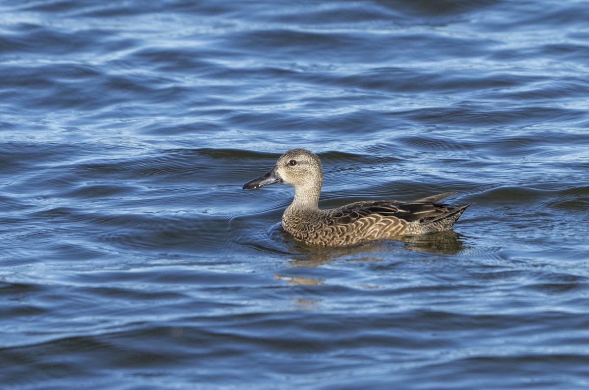 Blue-winged Teal - ML645119577