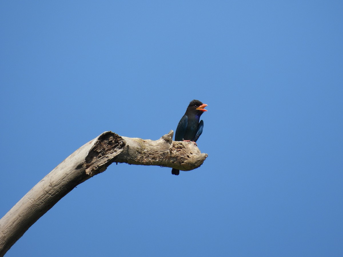 Dollarbird - ML645119592