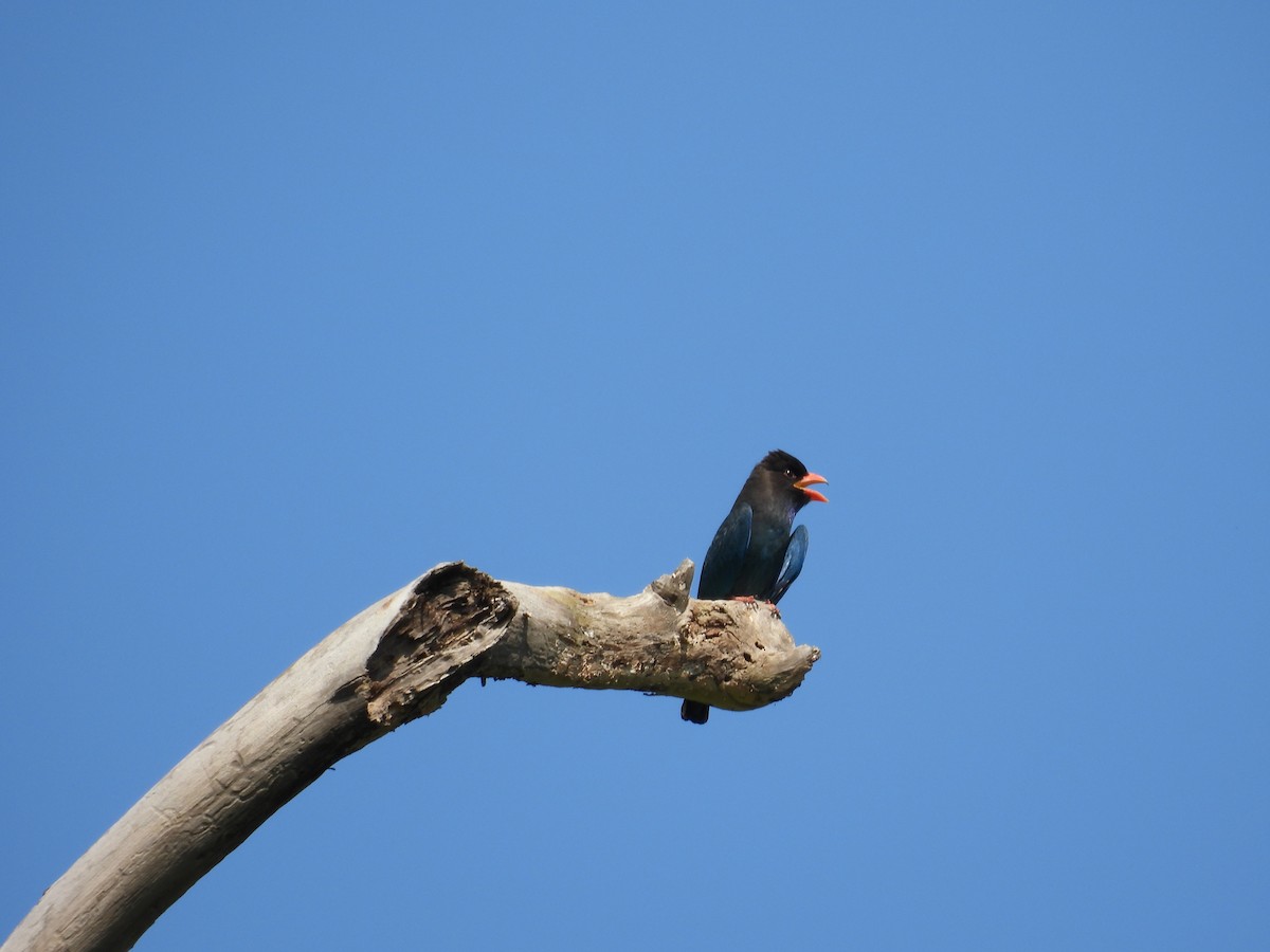 Dollarbird - ML645119594