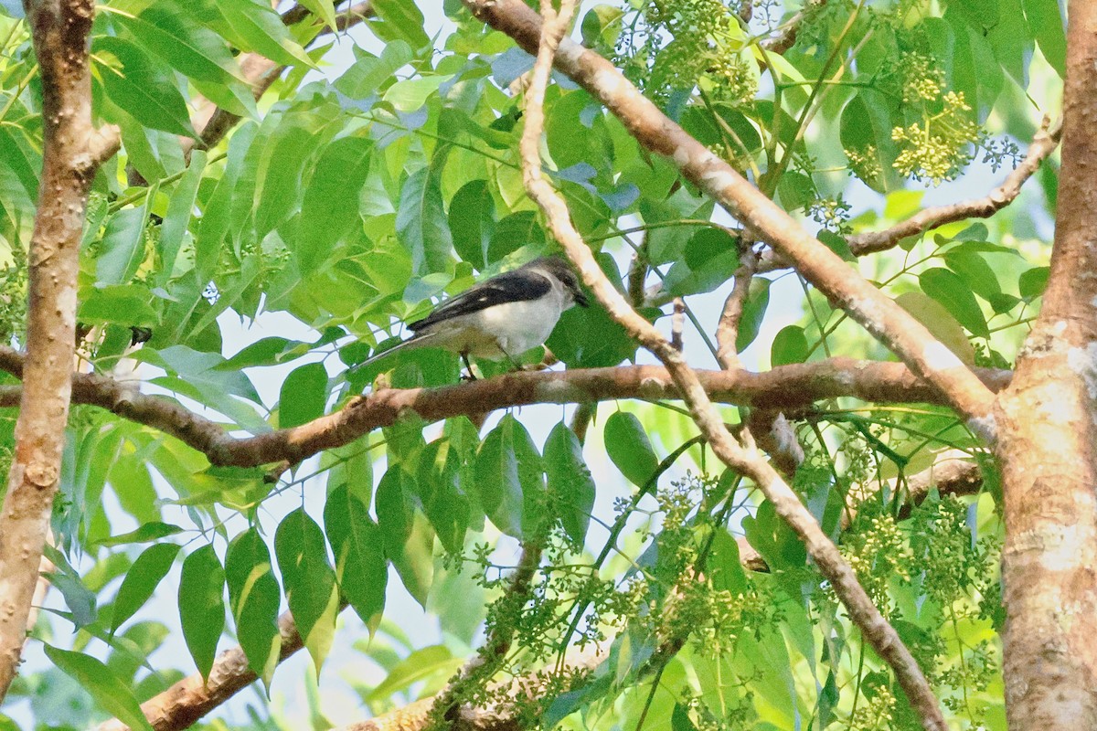 Brown-rumped Minivet - ML645119603