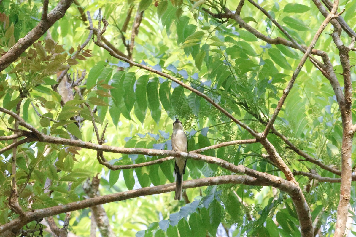 Brown-rumped Minivet - ML645119612