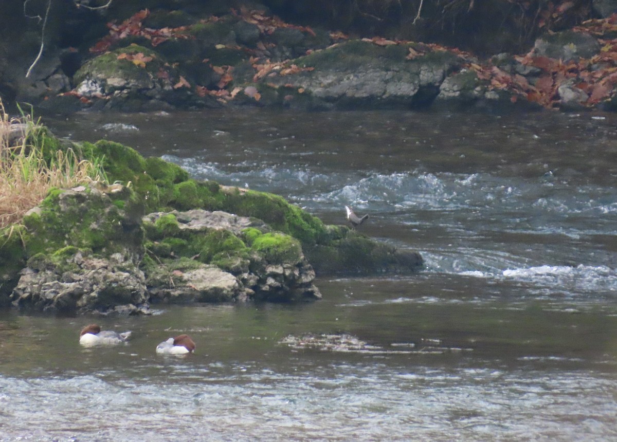 White-throated Dipper - ML645119613