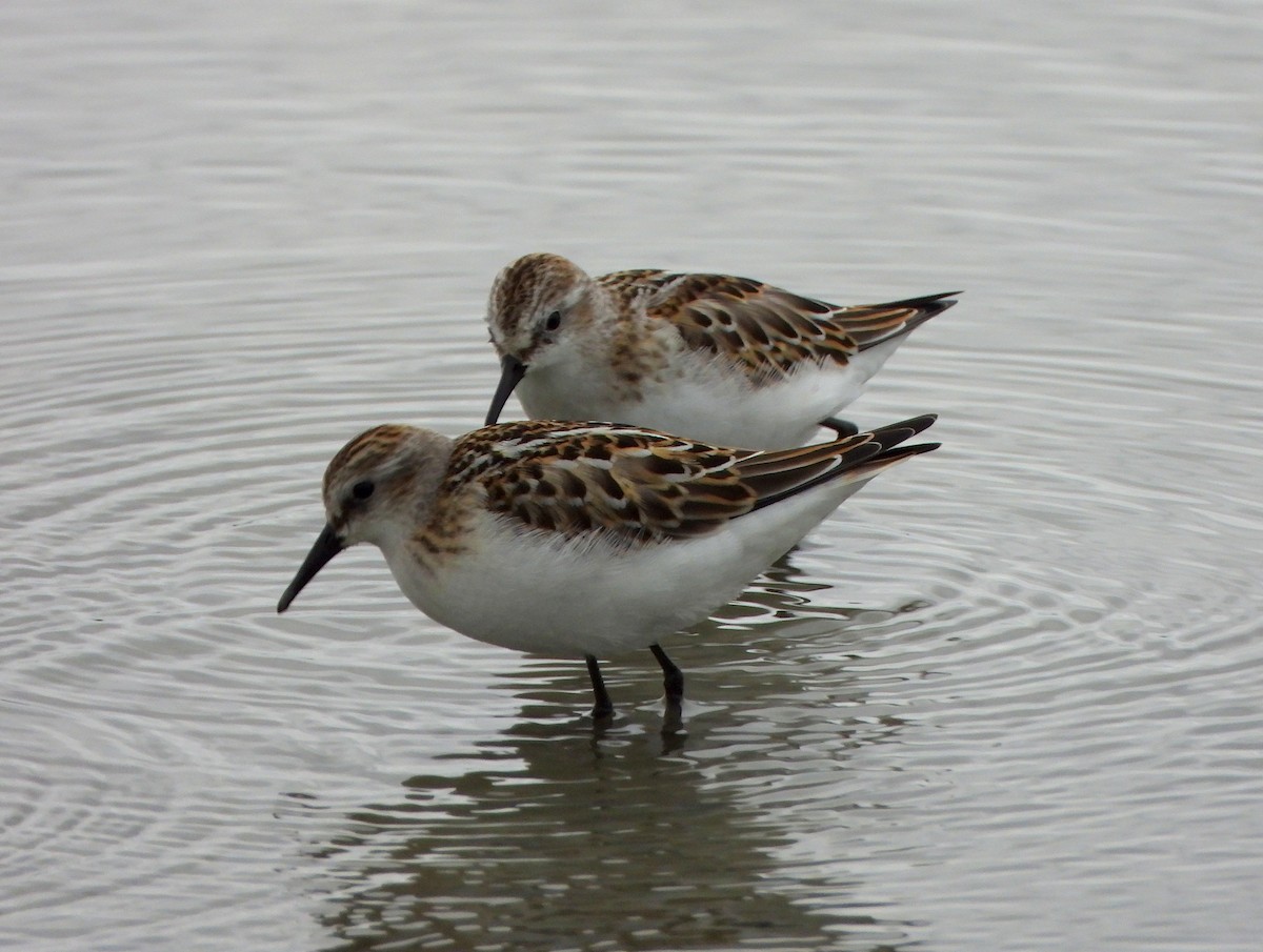 Little Stint - ML645119615