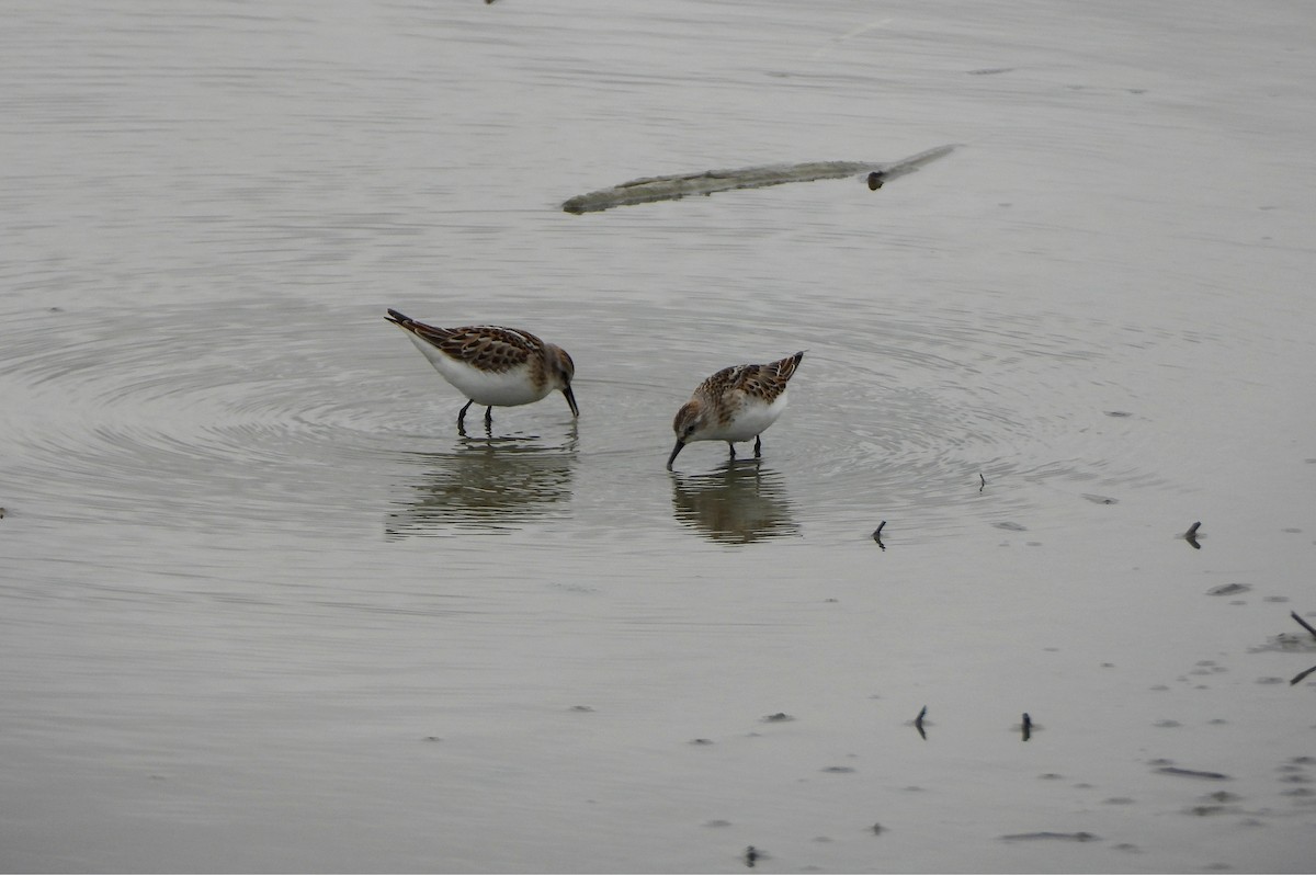 Little Stint - ML645119616