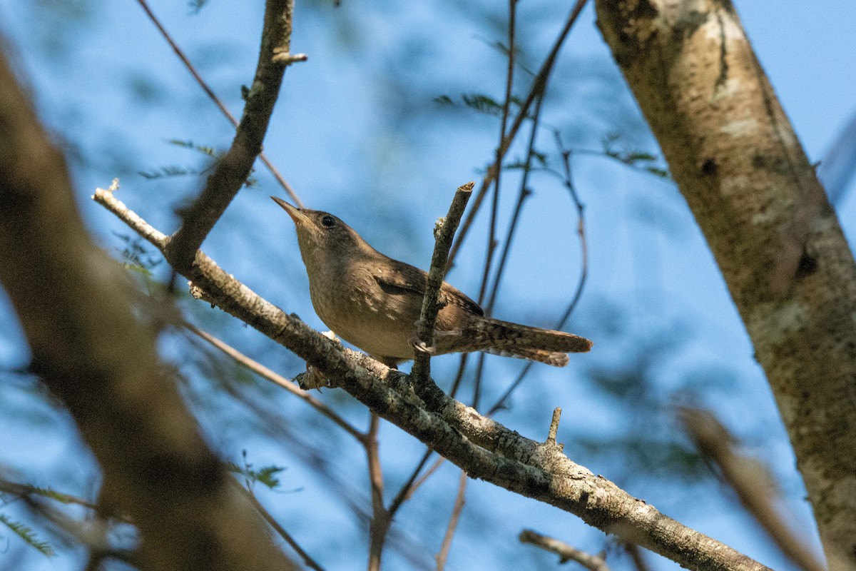 Northern House Wren - ML645119621