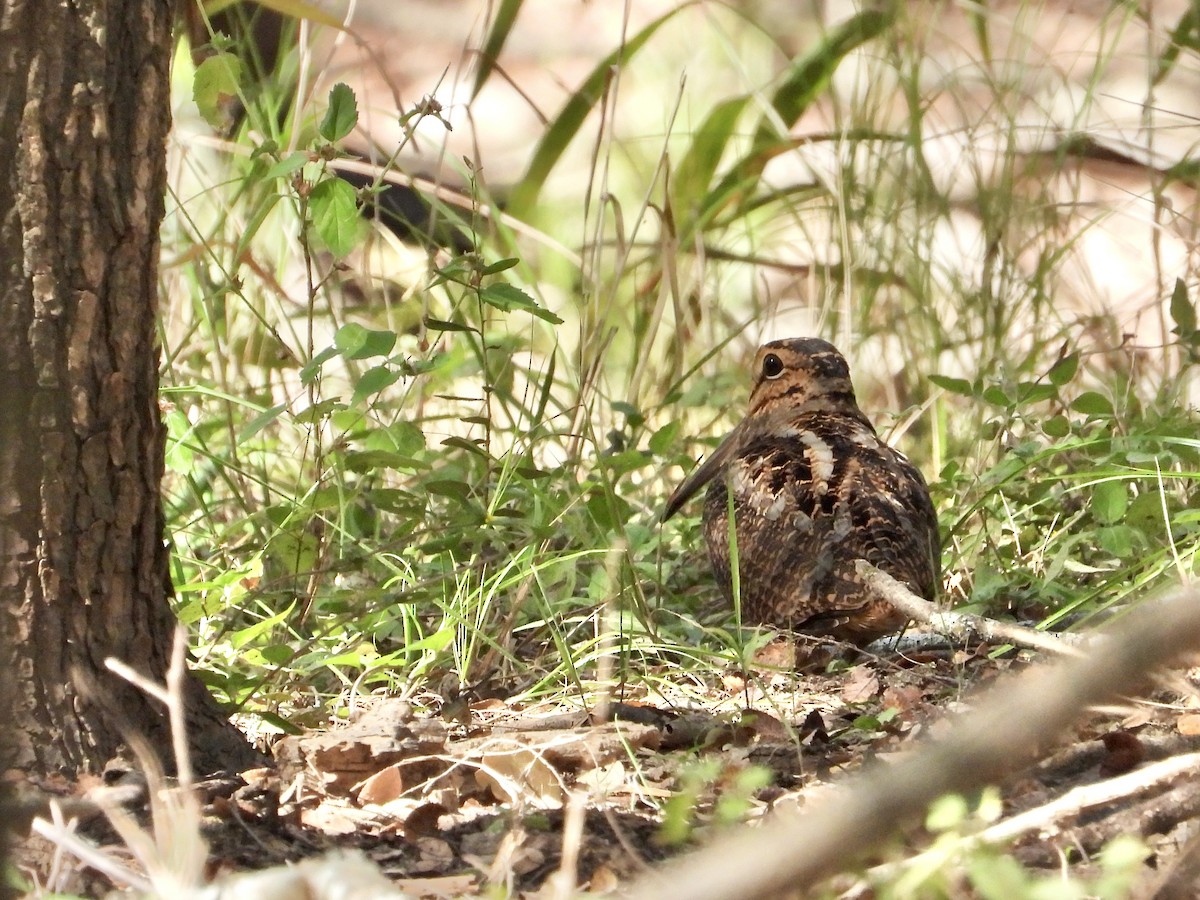 American Woodcock - ML645119626