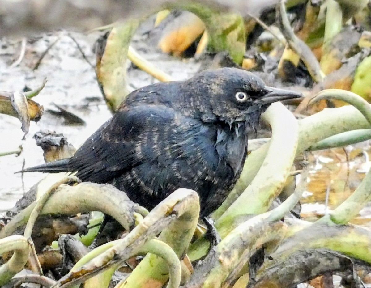 Rusty Blackbird - ML645119662