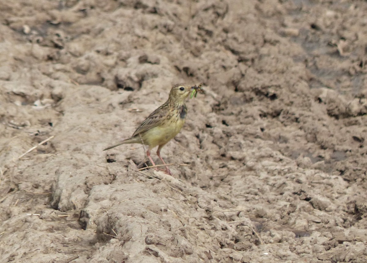 Yellowish Pipit - ML645119664
