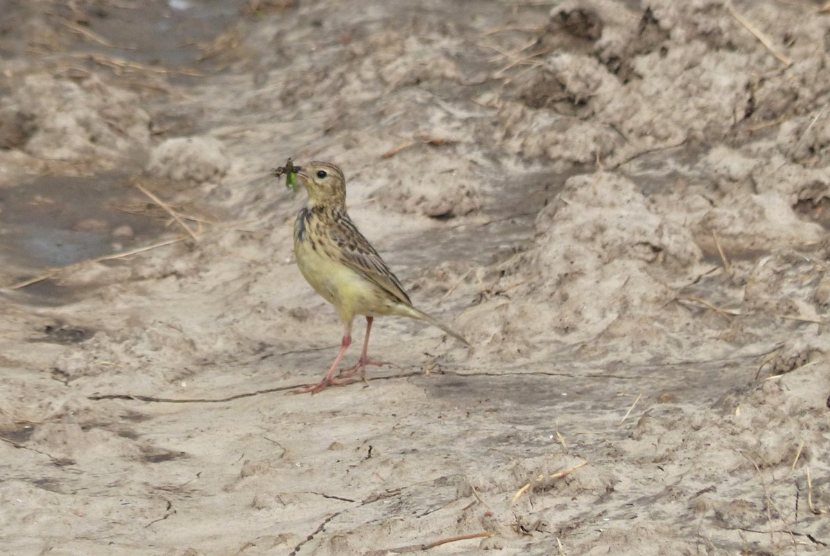 Yellowish Pipit - ML645119665