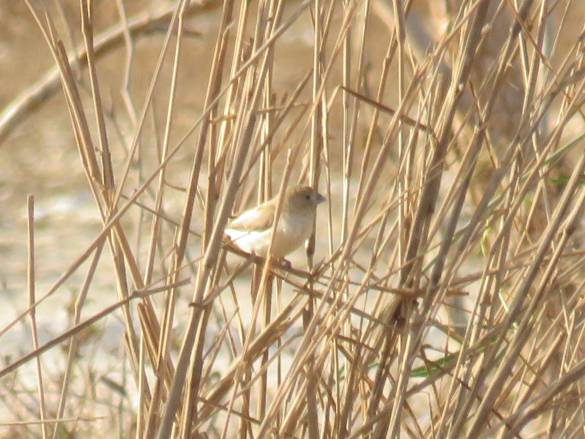 African Silverbill - ML645119673