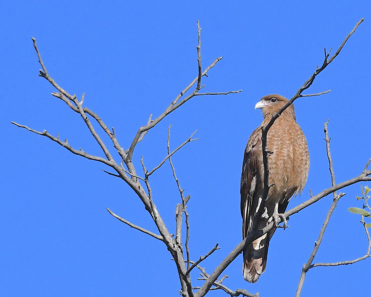 Chimangokarakara - ML645119676