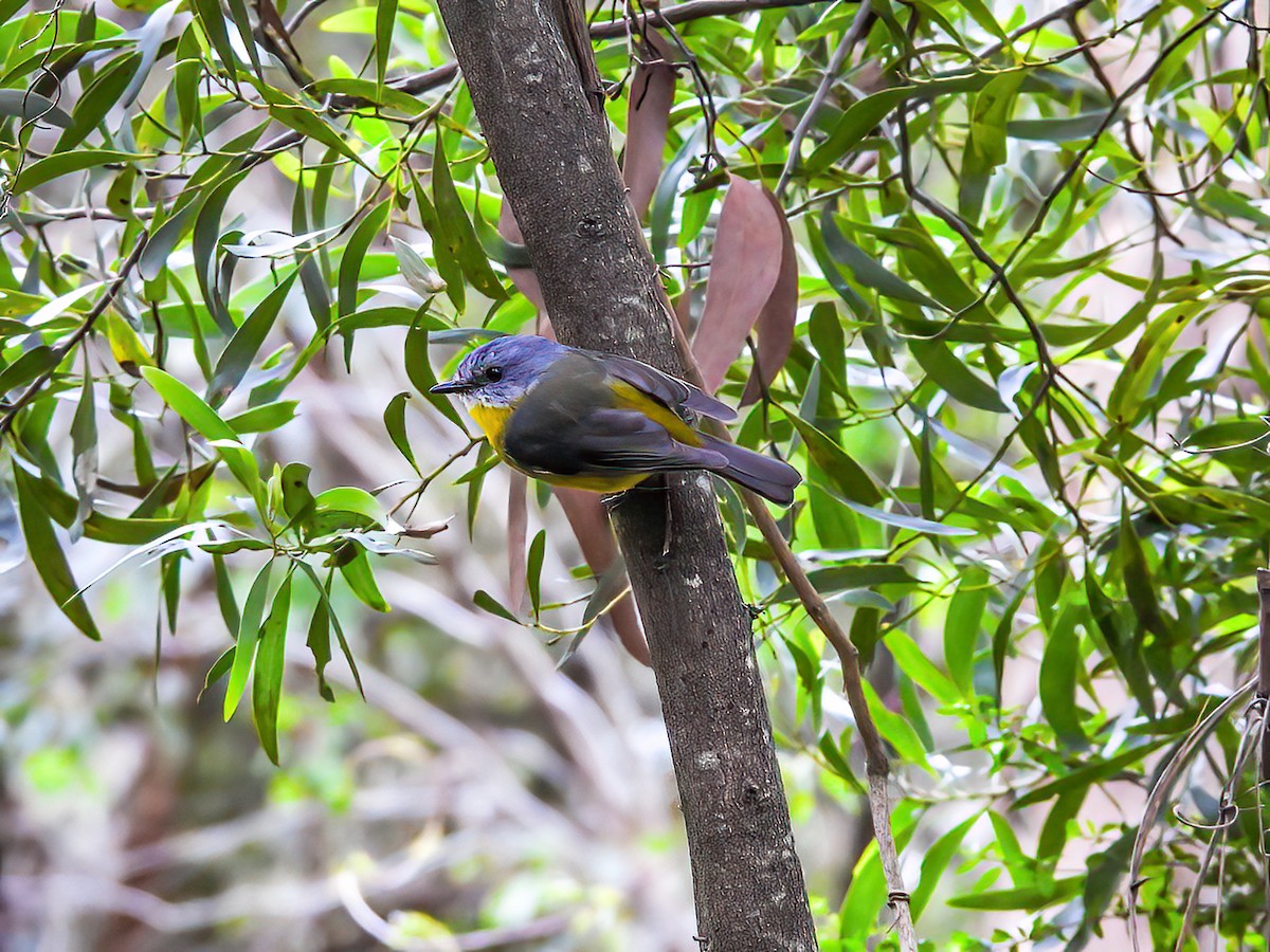 Eastern Yellow Robin - ML645119694