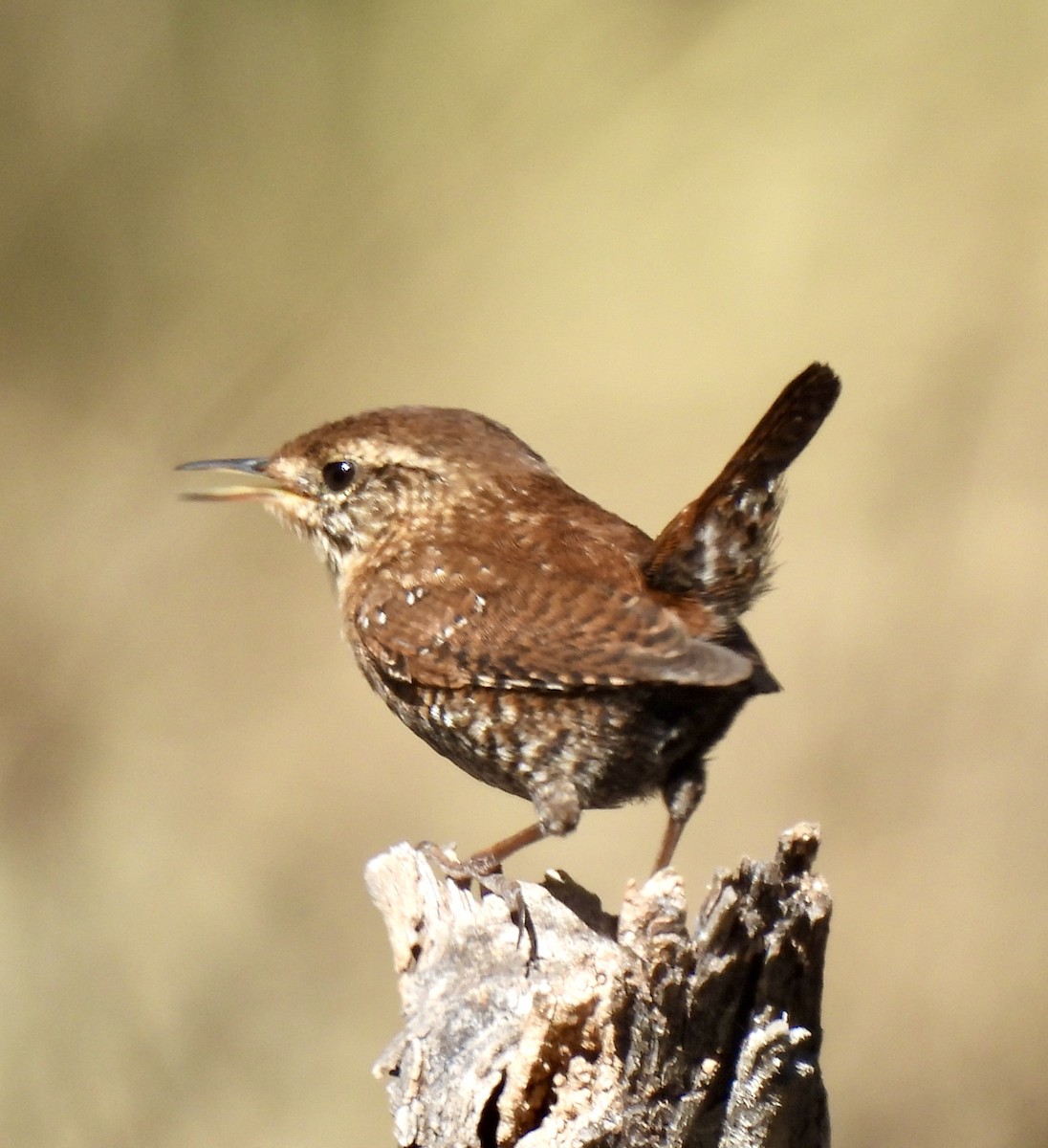 střízlík kanadský - ML645119696