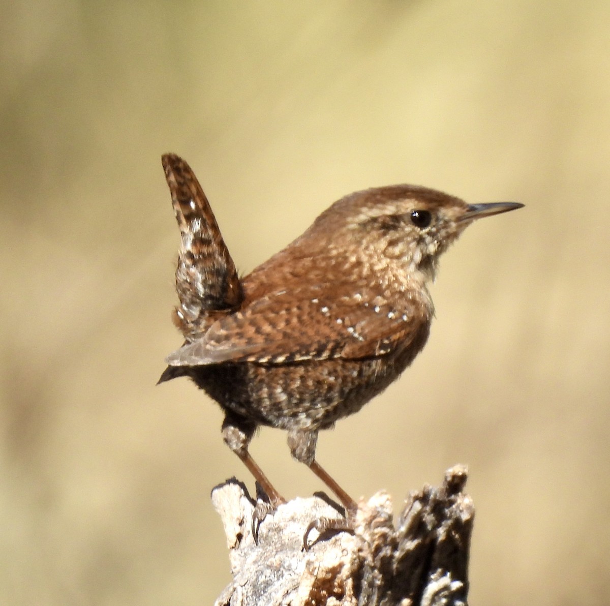 střízlík kanadský - ML645119697