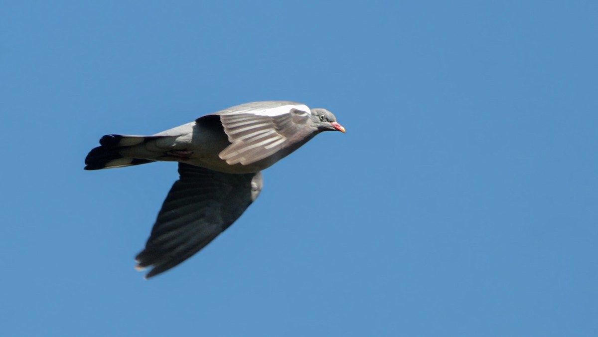 Common Wood-Pigeon - ML645119705
