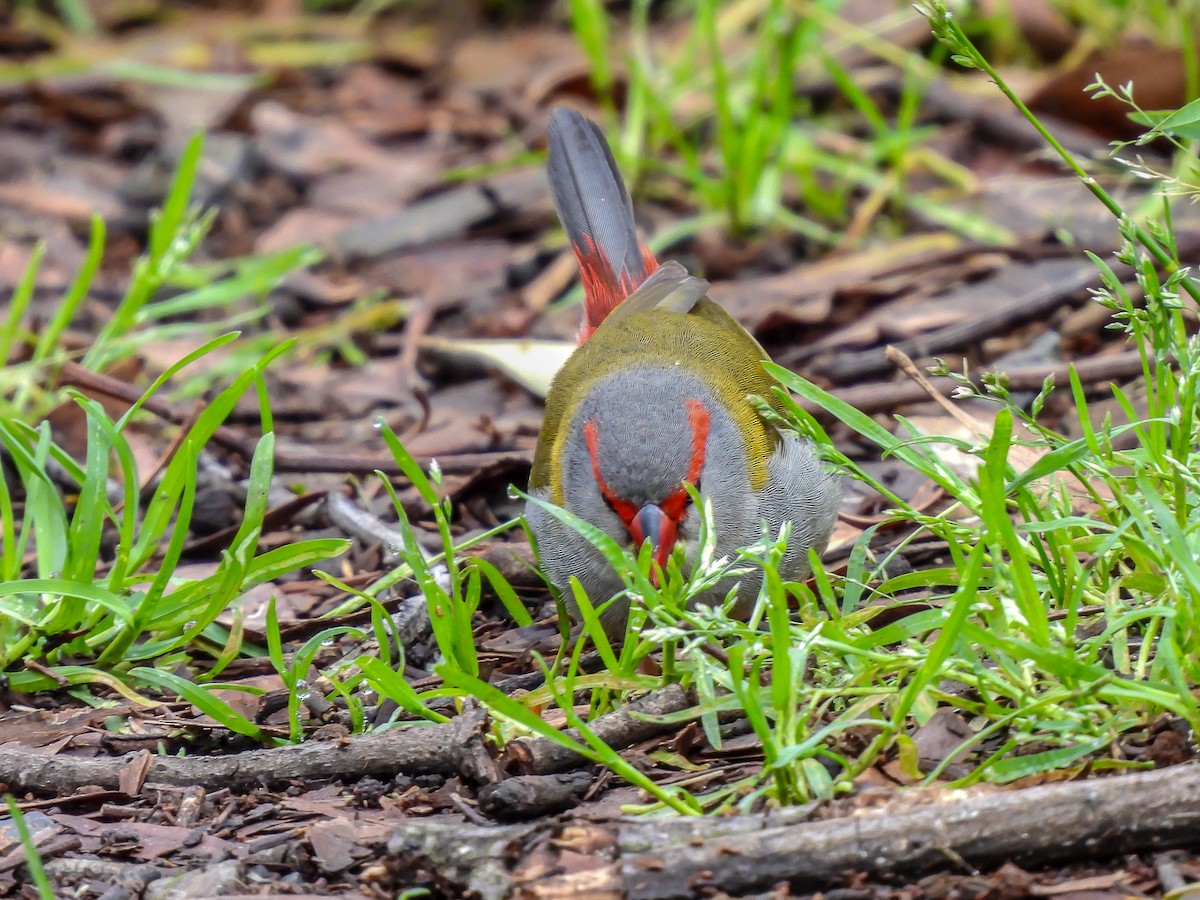 Red-browed Firetail - ML645119707