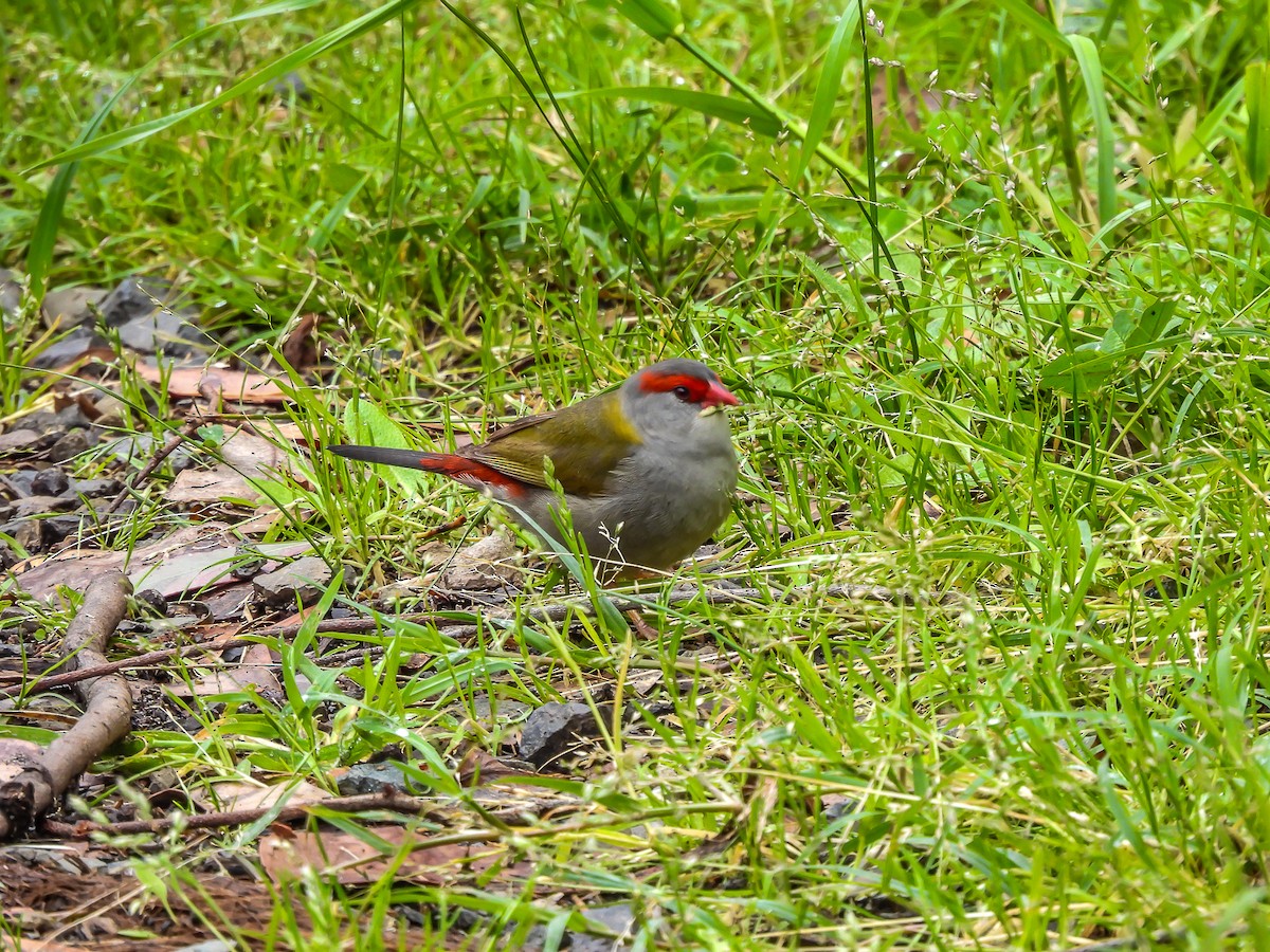 Red-browed Firetail - ML645119708