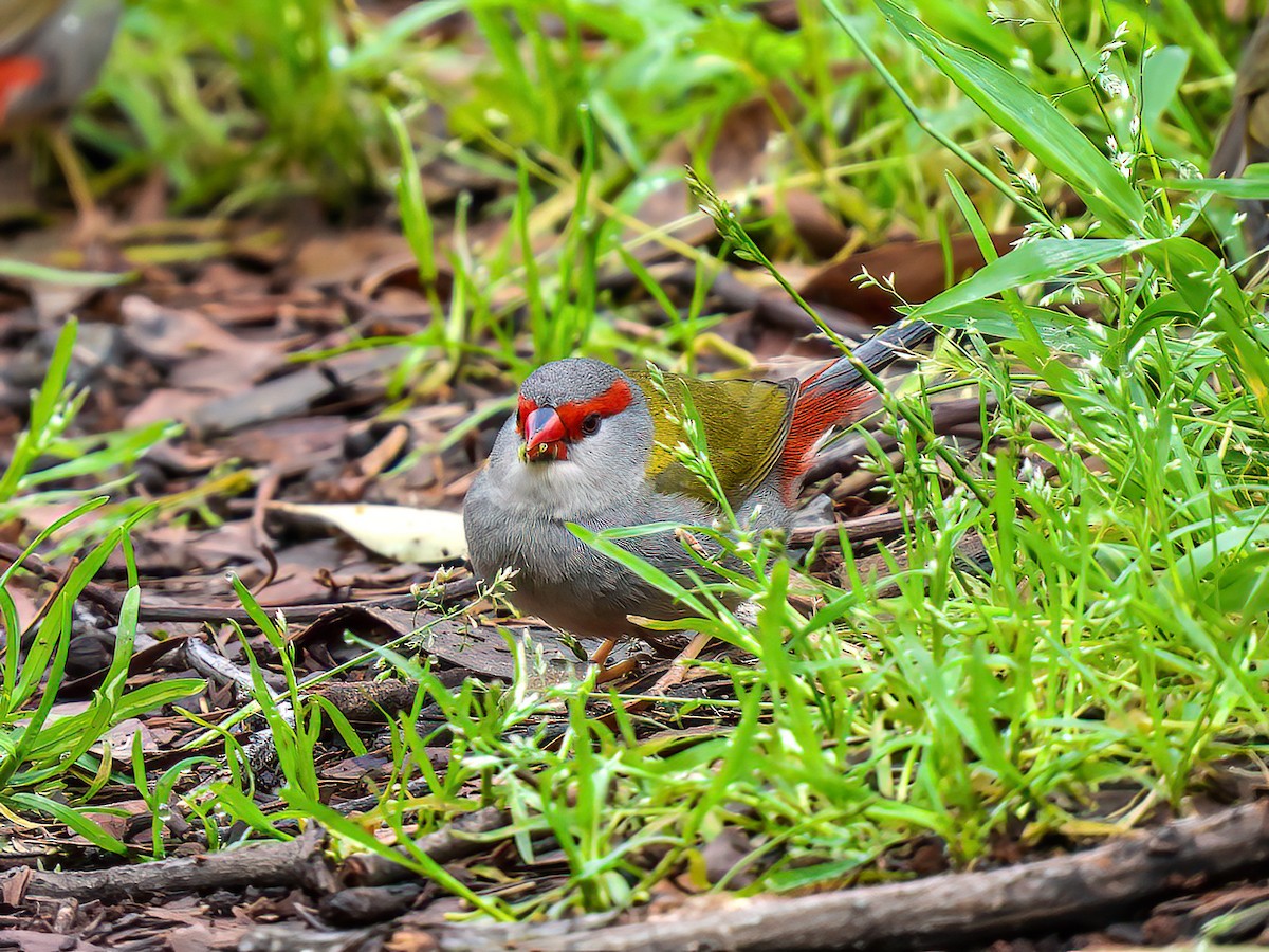 Red-browed Firetail - ML645119709