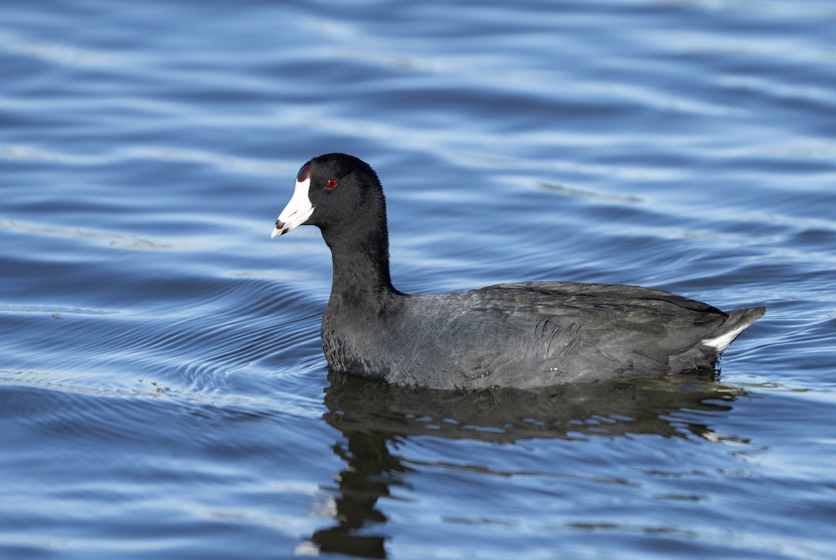American Coot - ML645119713