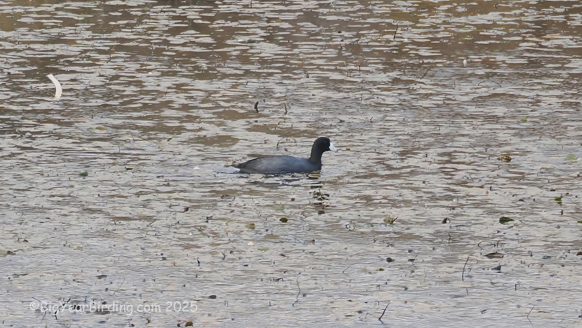 American Coot - ML645119728