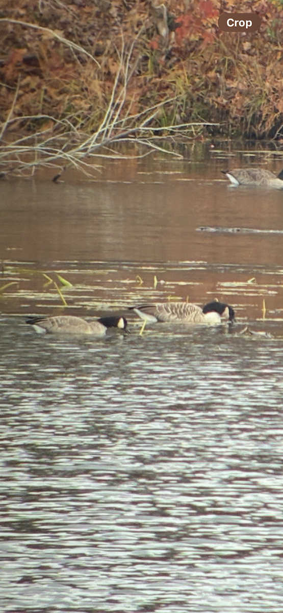 Cackling Goose (Richardson's) - ML645119737