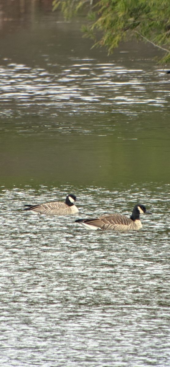 Cackling Goose (Richardson's) - ML645119738