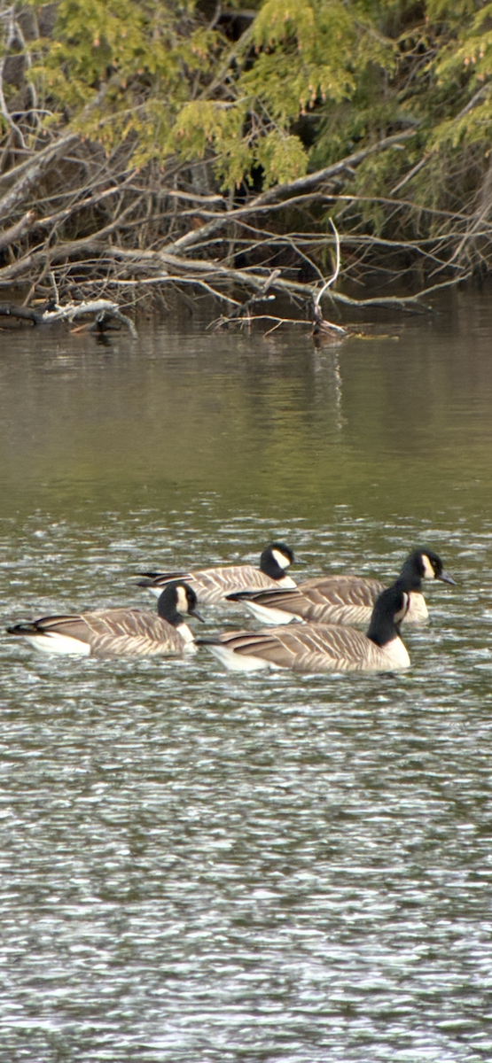 Cackling Goose (Richardson's) - ML645119739
