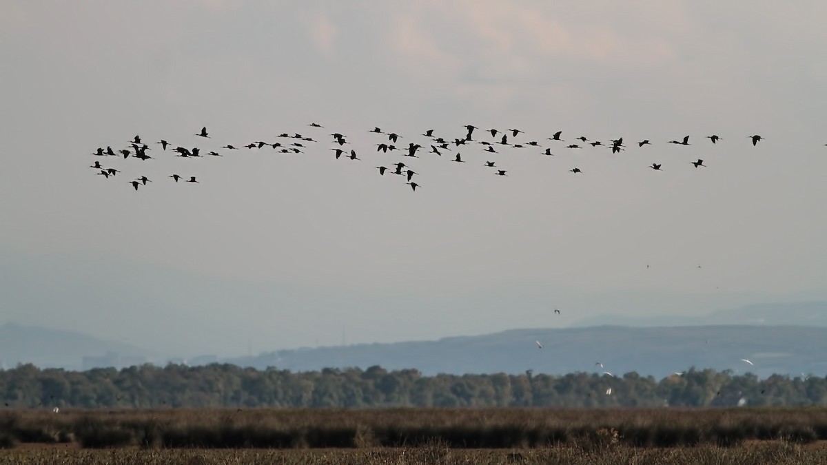 Glossy Ibis - ML645119740