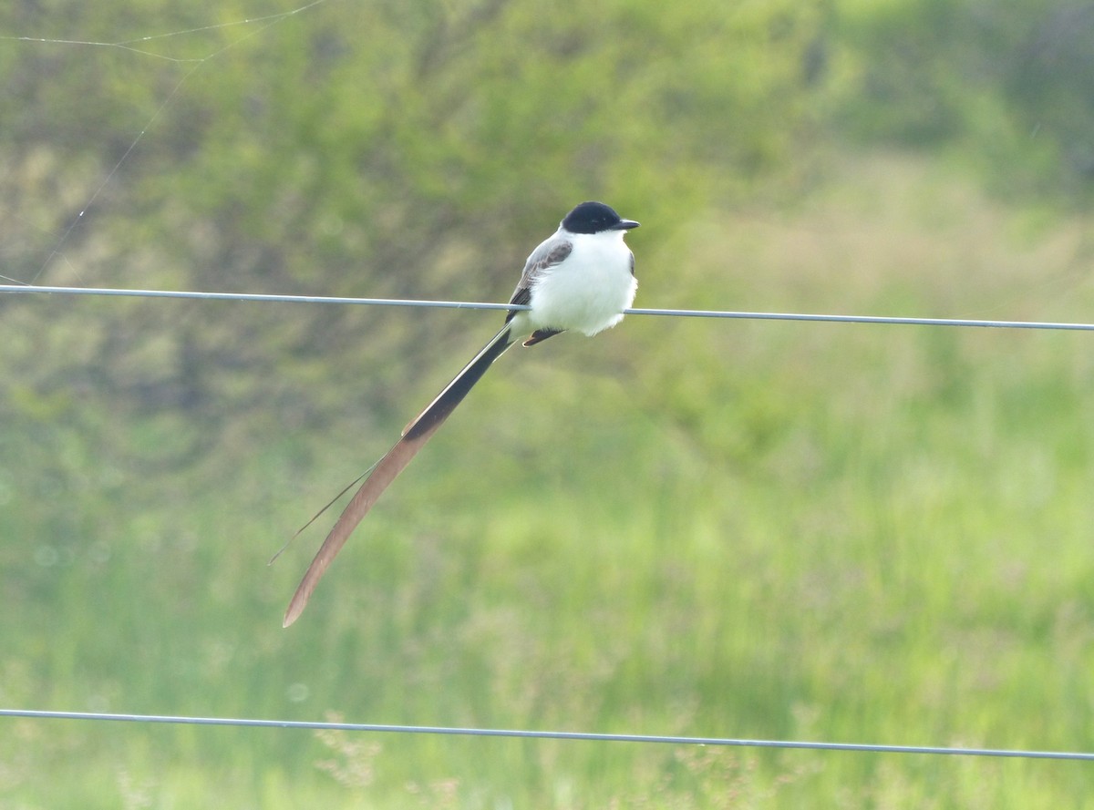 Fork-tailed Flycatcher - ML645119742