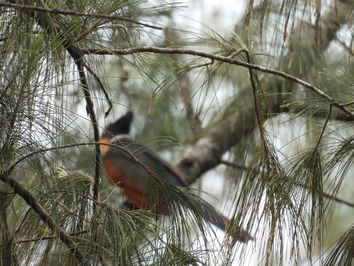 kukačka hnědokřídlá - ML645119748