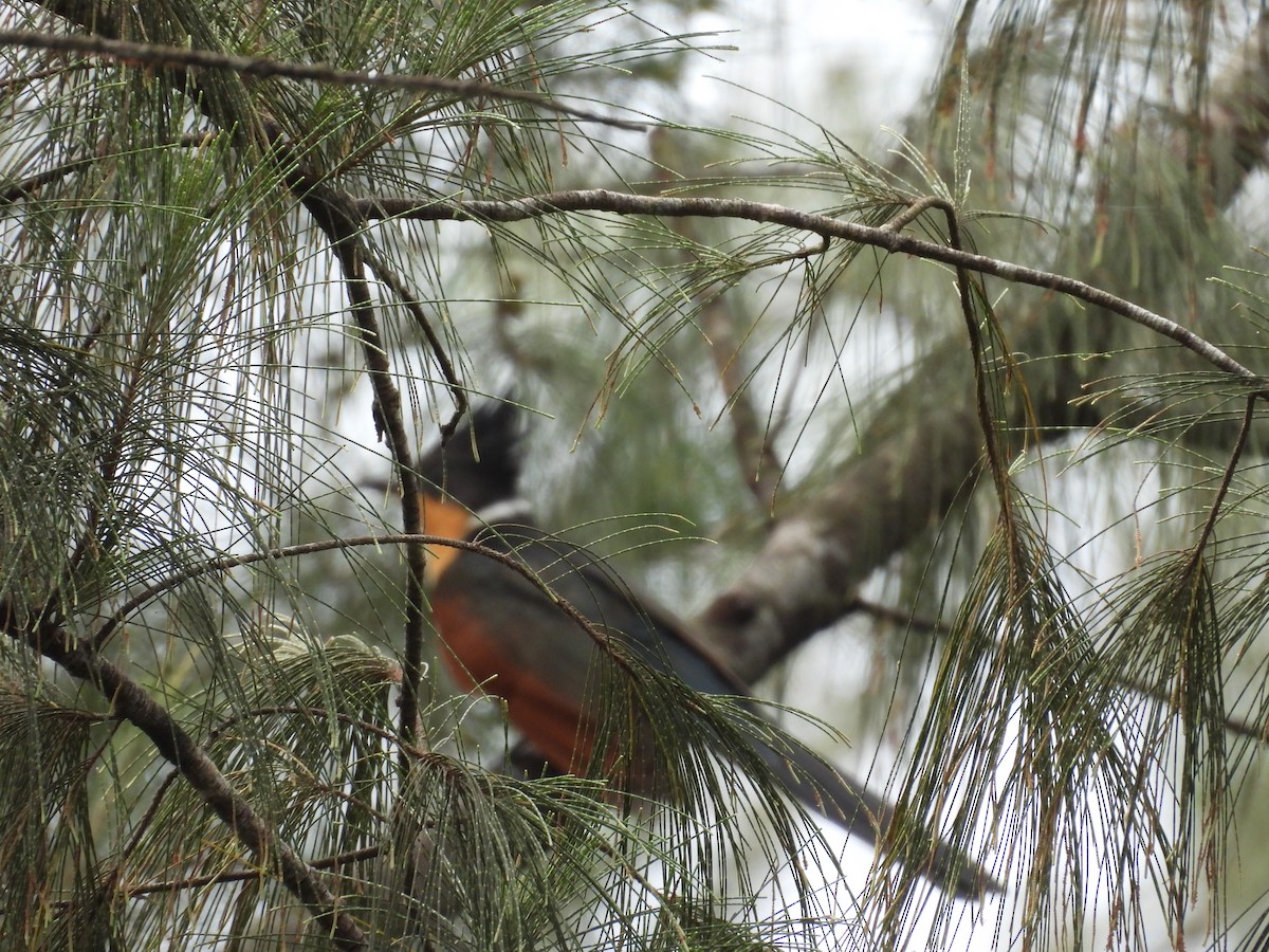 kukačka hnědokřídlá - ML645119749