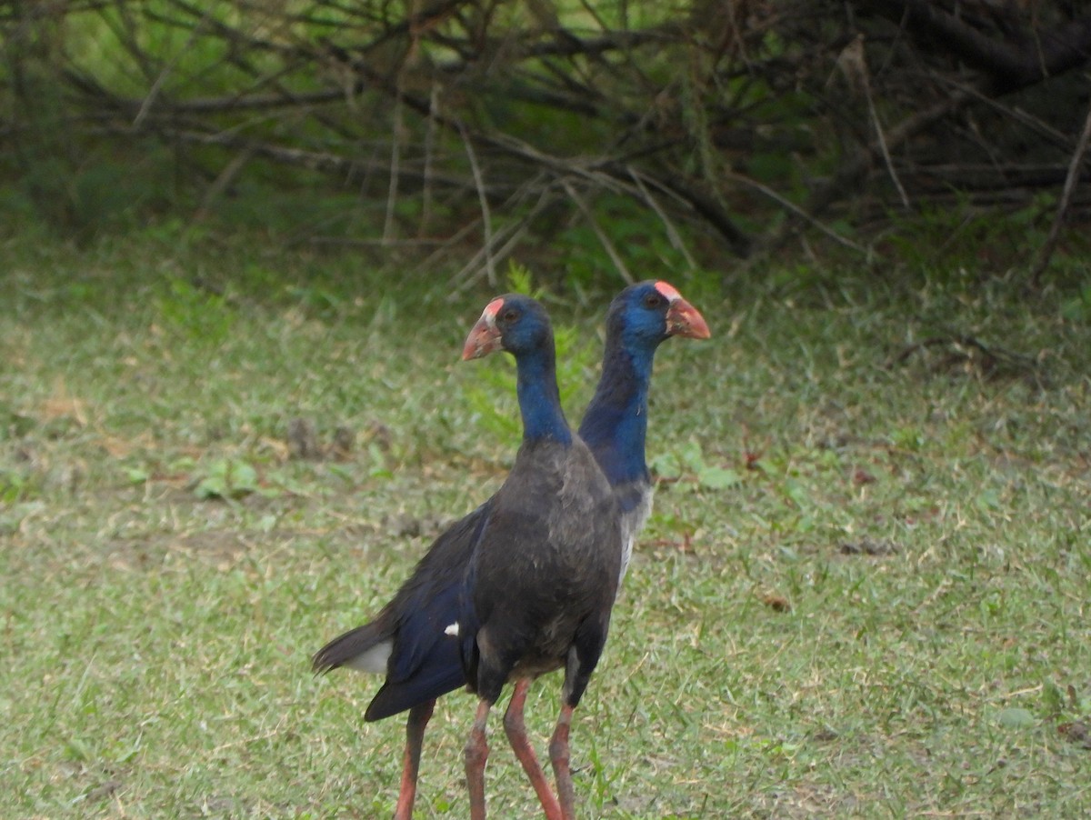 Western Swamphen - ML645119750