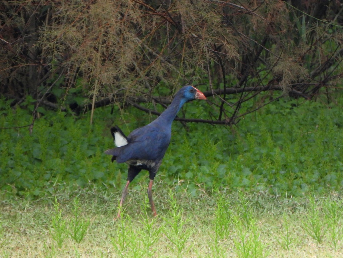 Western Swamphen - ML645119752