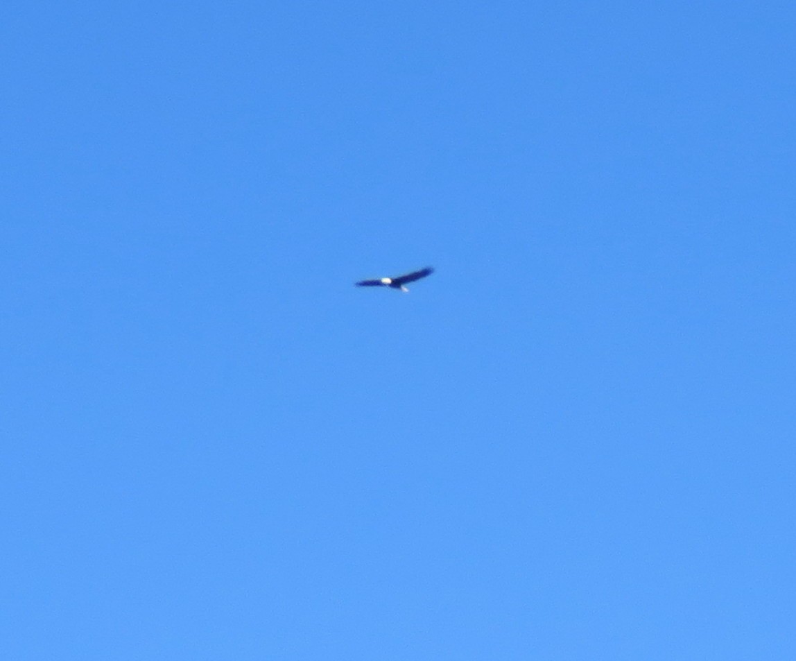 Bald Eagle - ML645119753