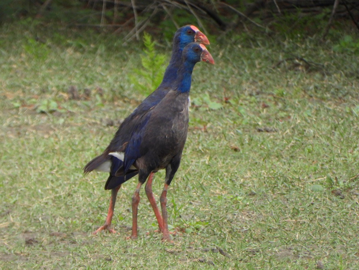 Western Swamphen - ML645119754