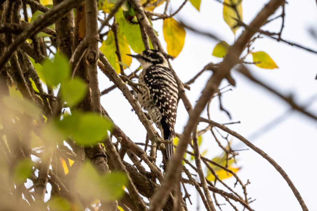 Nuttall's Woodpecker - ML645119755