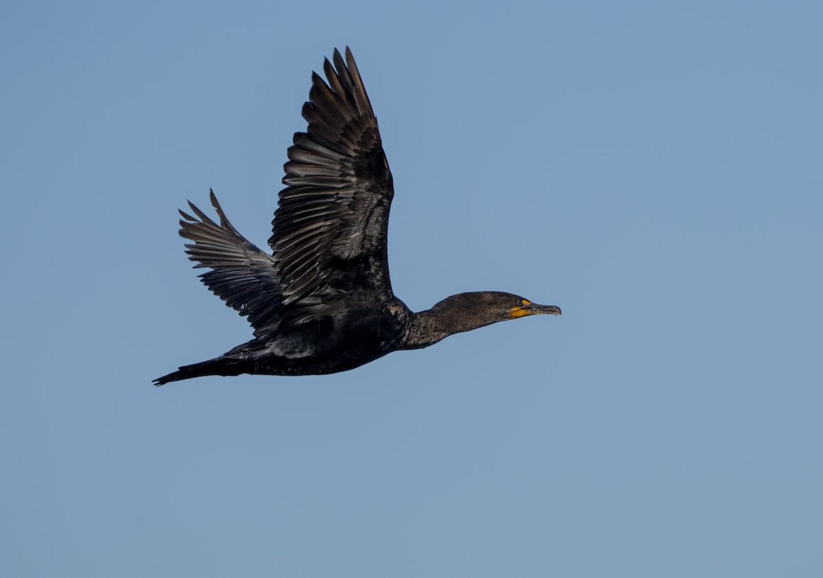 Double-crested Cormorant - ML645119756