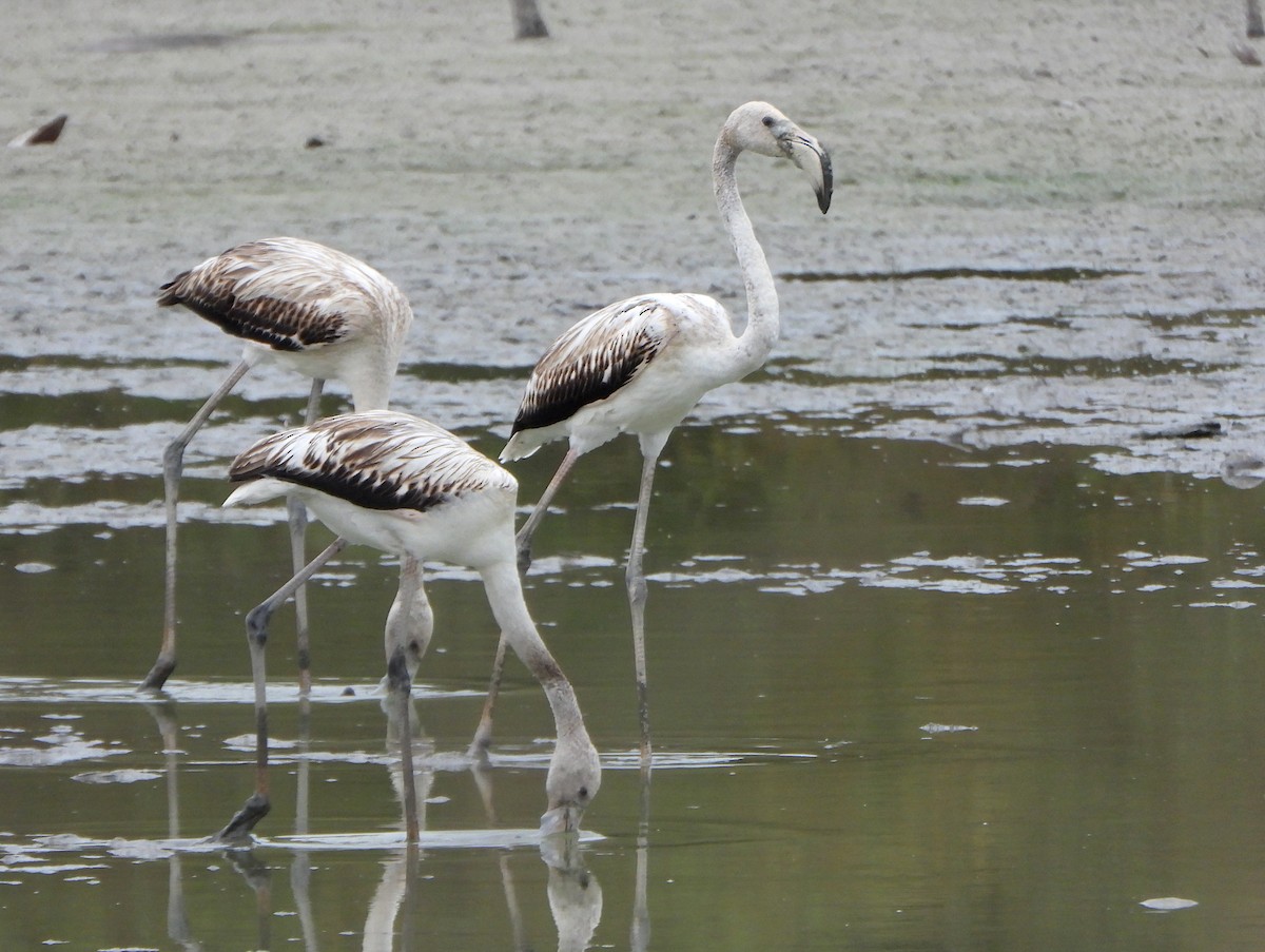 Greater Flamingo - ML645119757
